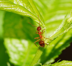 Notoncus spinisquamis