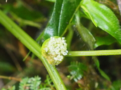 Elatostema