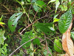 Elatostema