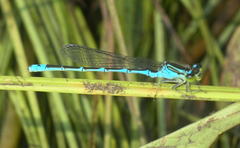 Paracercion v-nigrum