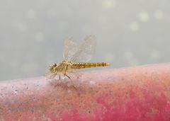 Brachythemis contaminata