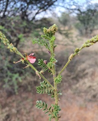 Indigofera heterotricha