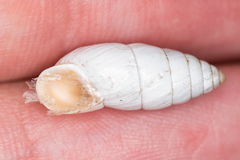 Brephulopsis cylindrica