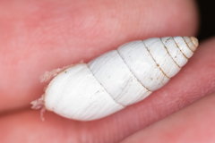 Brephulopsis cylindrica