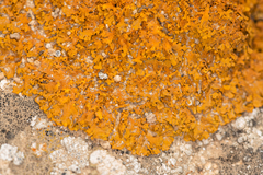 Xanthoria calcicola