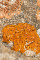 Xanthoria calcicola