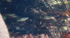 Melanotaenia splendida splendida