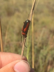 Crossidius discoideus sayi