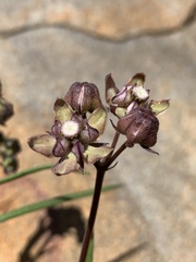 Asclepias cucullata