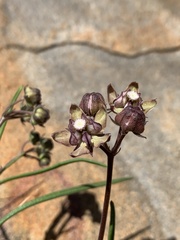 Asclepias cucullata