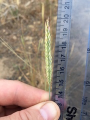 Agropyron fragile