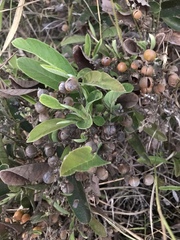 Dilleniaceae