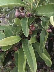 Dilleniaceae