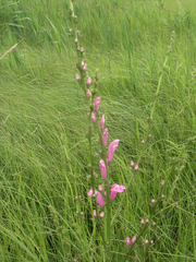 Pedicularis grandiflora