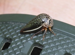 Stictopelta marmorata