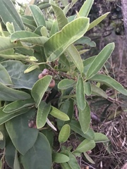Dilleniaceae