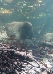 Hypseleotris
