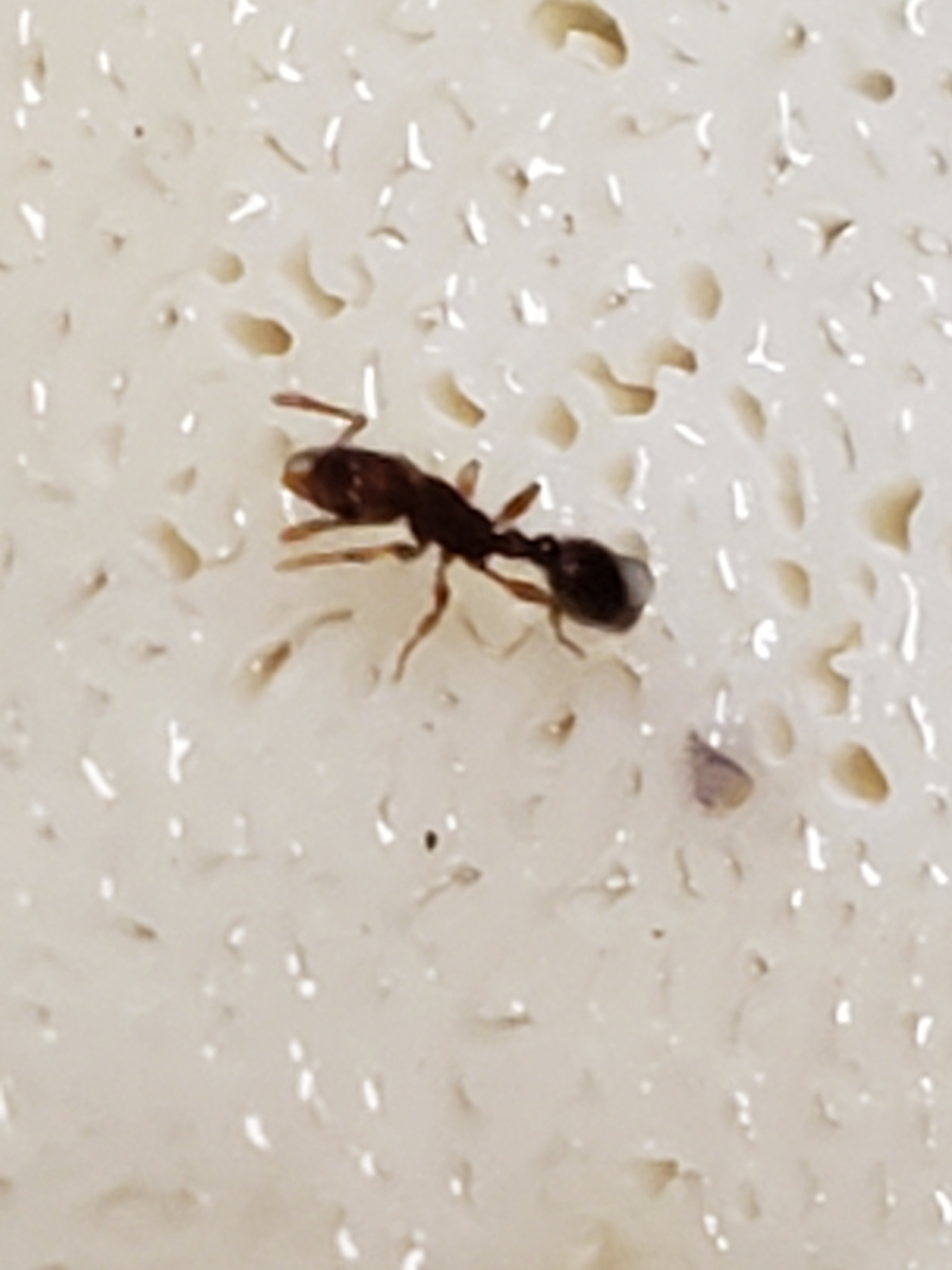 Vollenhovia emeryi