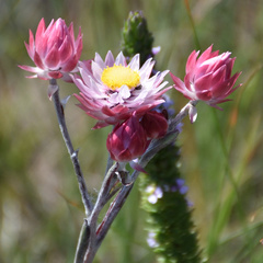 Achyranthemum affine