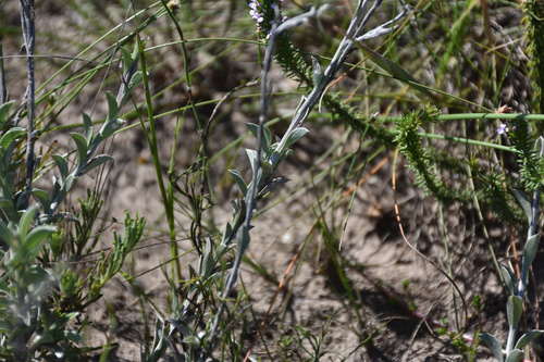 Image of Achyranthemum affine by (c) Andrew Gillespie, some rights reserved (CC BY-SA)