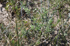 Achyranthemum affine