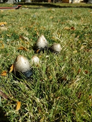 Coprinopsis atramentaria