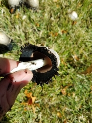 Coprinopsis atramentaria