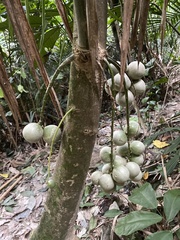 Baccaurea lanceolata