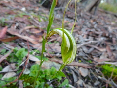 Pterostylis ampliata