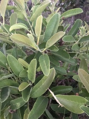 Dilleniaceae