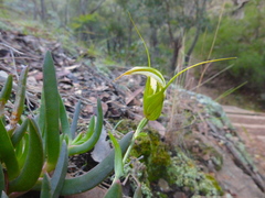Pterostylis ampliata