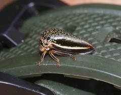 Stictopelta marmorata