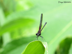 Hetaerina cruentata