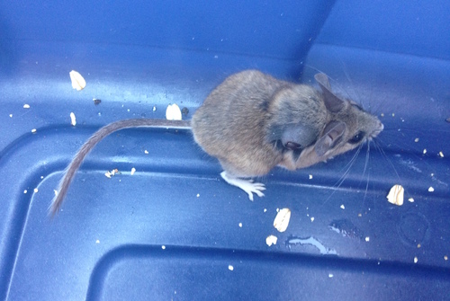 Brush Mouse