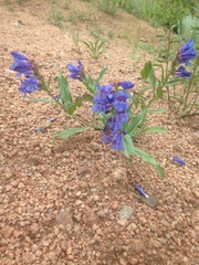 Penstemon glaber alpinus