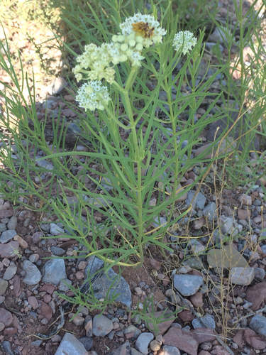horsetail milkweed
