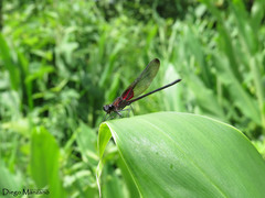 Hetaerina cruentata