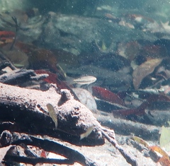 Hypseleotris