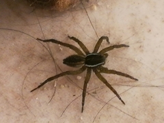 Diapontia uruguayensis