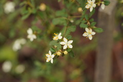 Asterolasia asteriscophora albiflora
