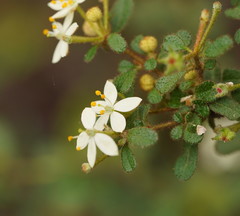 Asterolasia asteriscophora albiflora