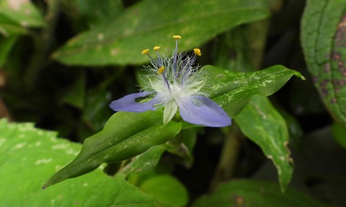 Elasis guatemalensis (Elasis guatemalensis)