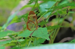 Greta morgane morgane