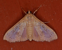 Asciodes gordialis