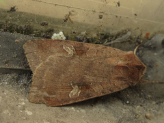 Diarsia canescens