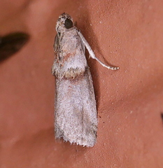Acrobasis texana