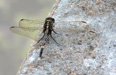 Orthetrum sabina