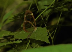 Greta morgane morgane