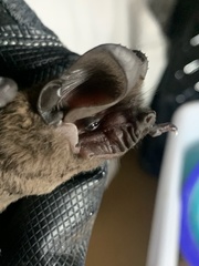 Nyctinomops macrotis