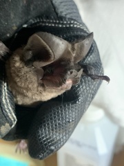 Nyctinomops macrotis